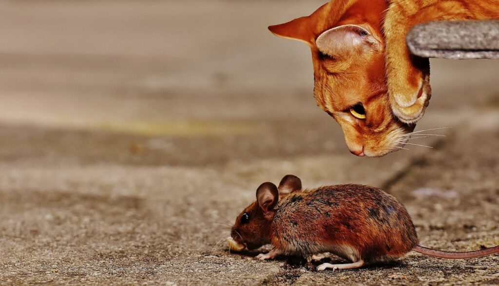 Токсоплазма заставляет мышей любить кошек